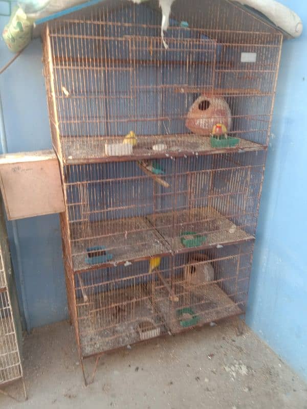 parrots and cage sell contact no 03147187573,03118380590 2