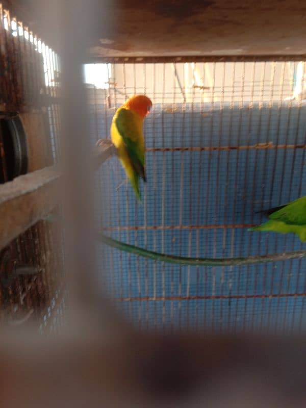 parrots and cage sell contact no 03147187573,03118380590 3