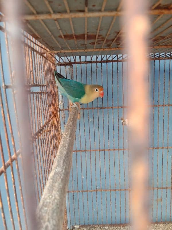 parrots and cage sell contact no 03147187573,03118380590 4