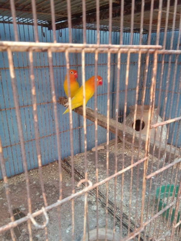 parrots and cage sell contact no 03147187573,03118380590 5