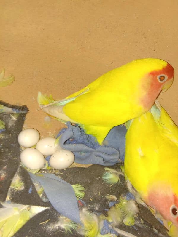 parrots and cage sell contact no 03147187573,03118380590 6