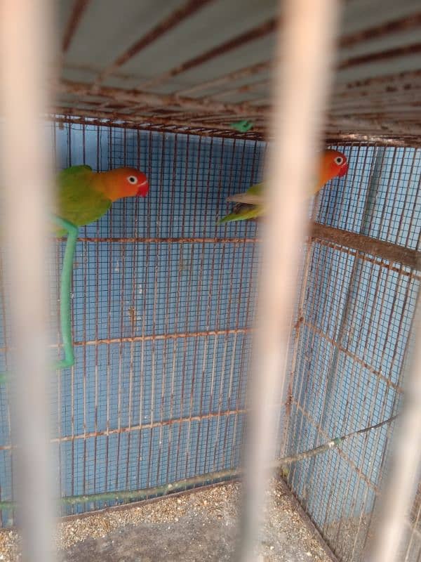 parrots and cage sell contact no 03147187573,03118380590 7