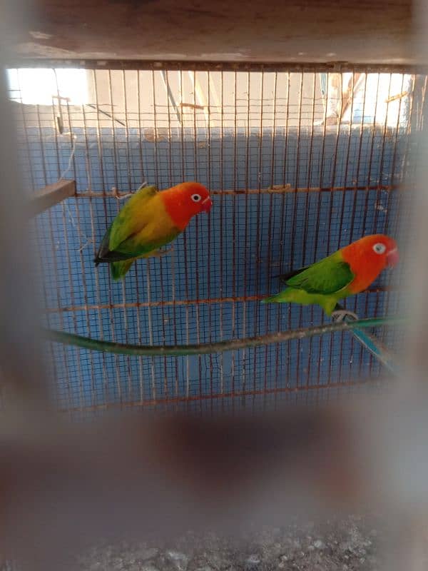 parrots and cage sell contact no 03147187573,03118380590 8