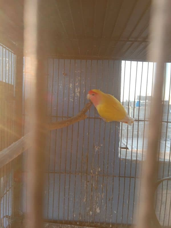 parrots and cage sell contact no 03147187573,03118380590 9