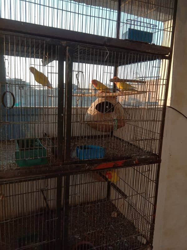 parrots and cage sell contact no 03147187573,03118380590 10