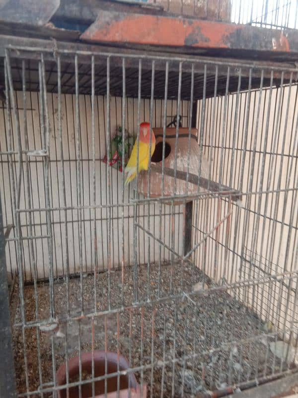 parrots and cage sell contact no 03147187573,03118380590 11