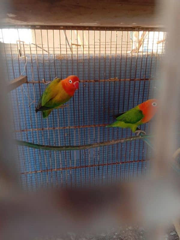 parrots and cage sell contact no 03147187573,03118380590 12