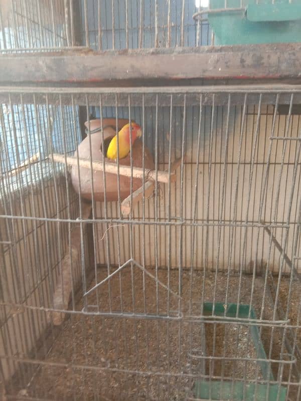 parrots and cage sell contact no 03147187573,03118380590 13