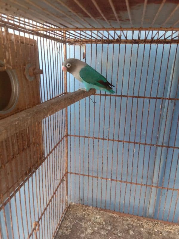 parrots and cage sell contact no 03147187573,03118380590 14