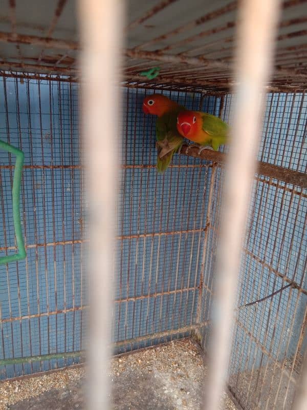 parrots and cage sell contact no 03147187573,03118380590 15