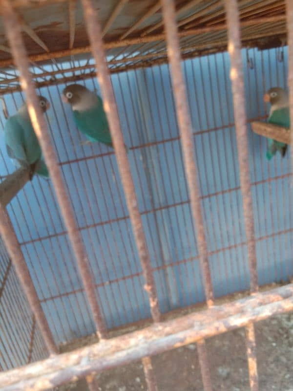 parrots and cage sell contact no 03147187573,03118380590 16