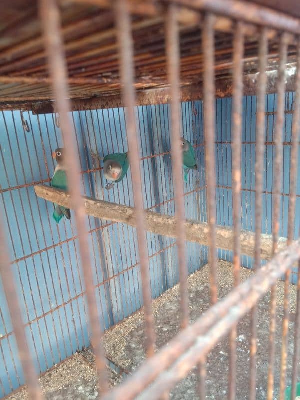 parrots and cage sell contact no 03147187573,03118380590 17