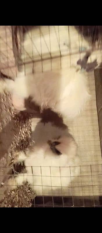 White Silkie Breader pair 1