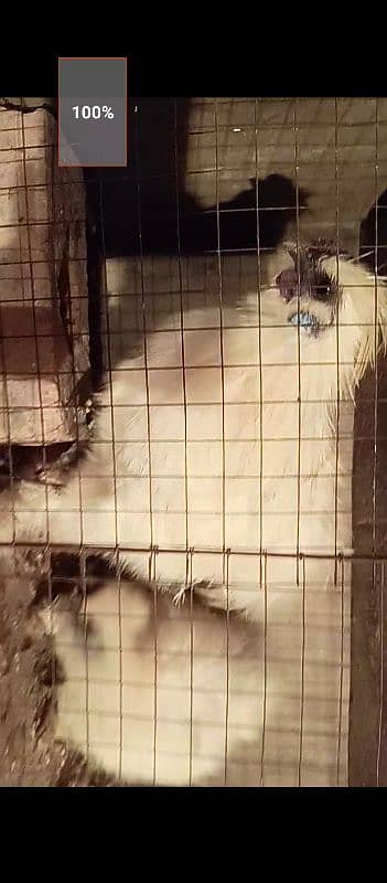 White Silkie Breader pair 3