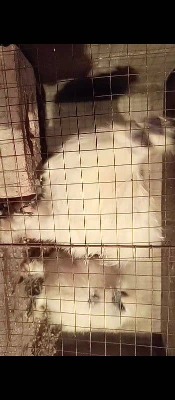 White Silkie Breader pair 4