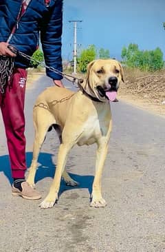 bully Dog Lahori bloodline