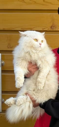 Persian male cat