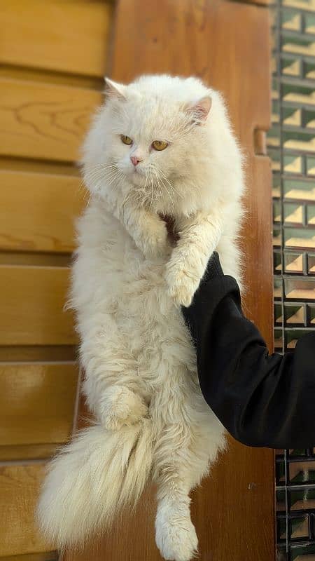 Persian male cat 1