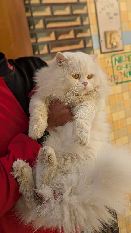 Persian male cat 2