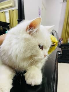 pure persian cat 8 months old