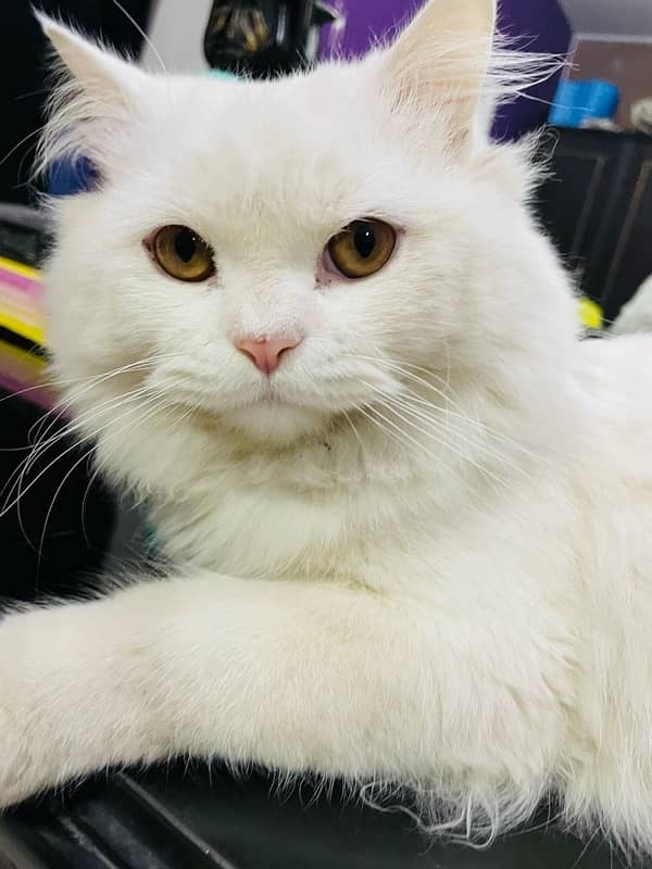 pure persian cat 8 months old 2