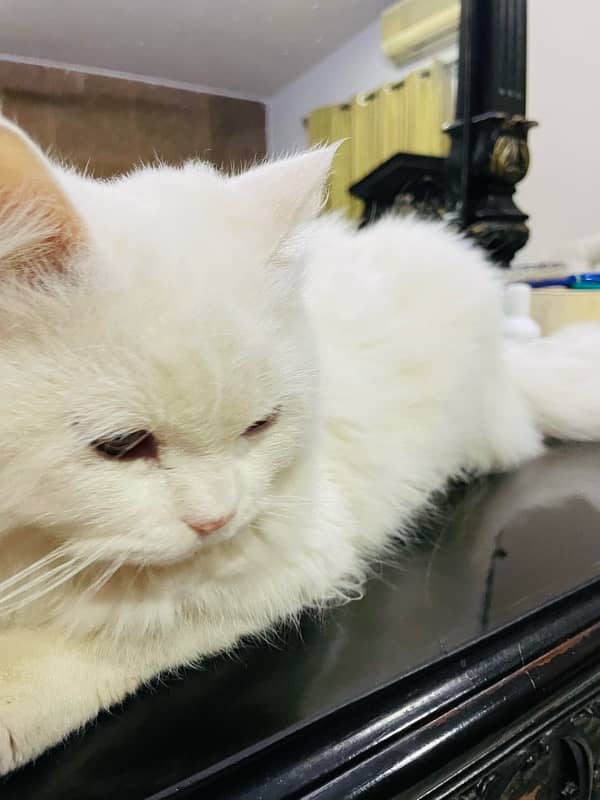 pure persian cat 8 months old 3