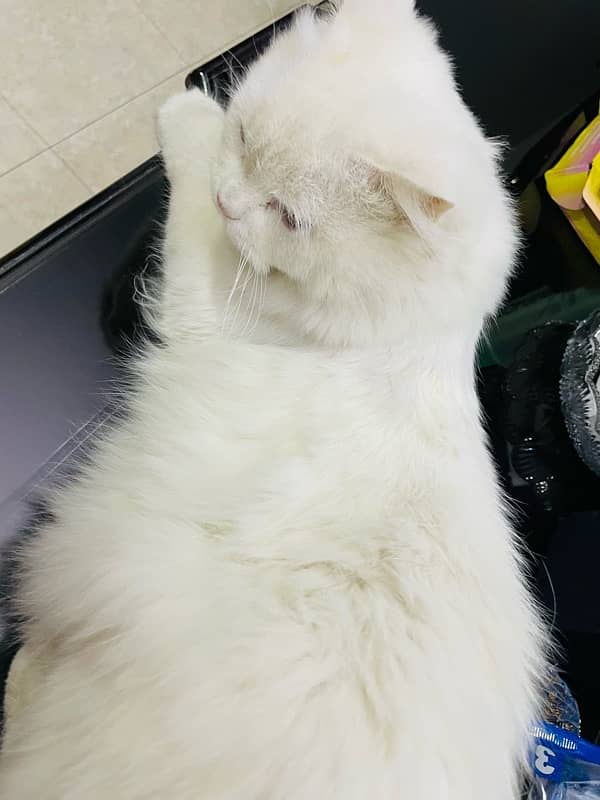 pure persian cat 8 months old 4