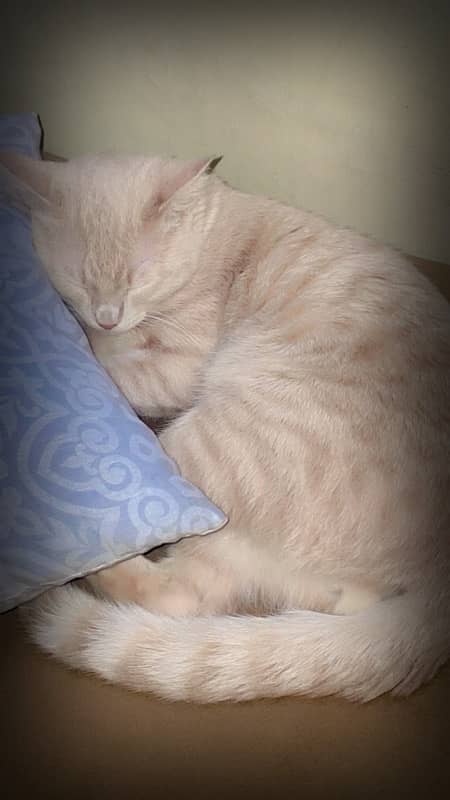 Ginger cat breed for adoption 3