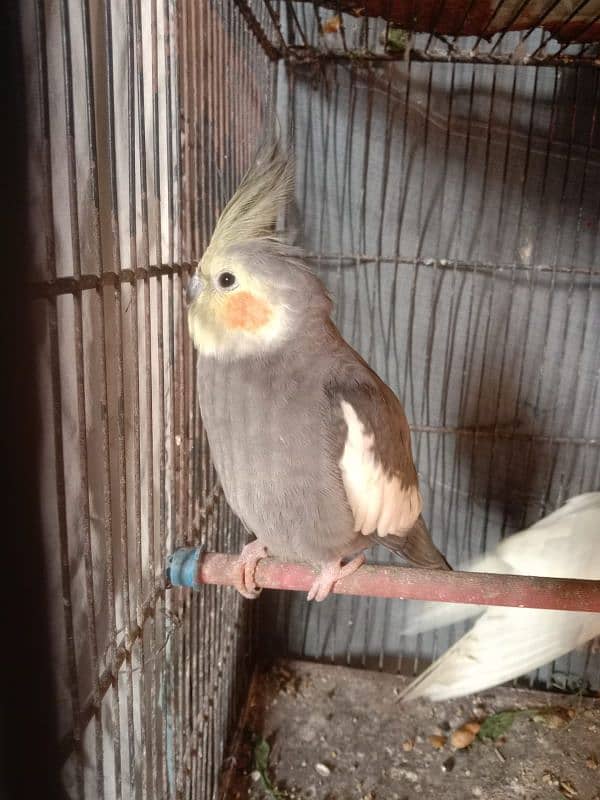 Cocktail breeder pair , 2 females 1