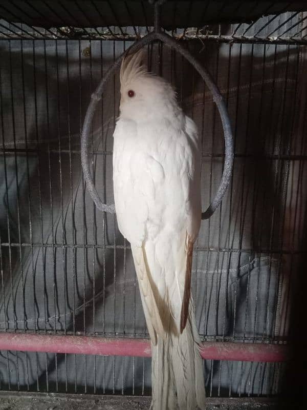 Cocktail breeder pair , 2 females 4