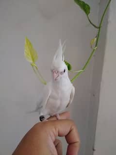 Eno Red Eyes Cockatiel Birds Hand Tamed