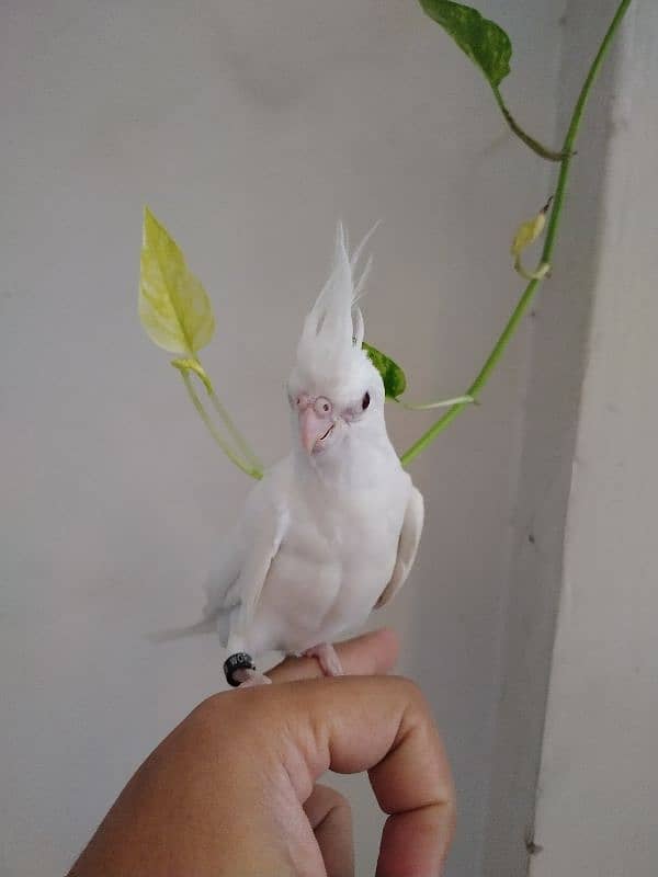 Eno Red Eyes Cockatiel Birds Hand Tamed 0