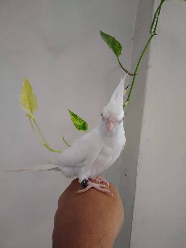 Eno Red Eyes Cockatiel Birds Hand Tamed 1