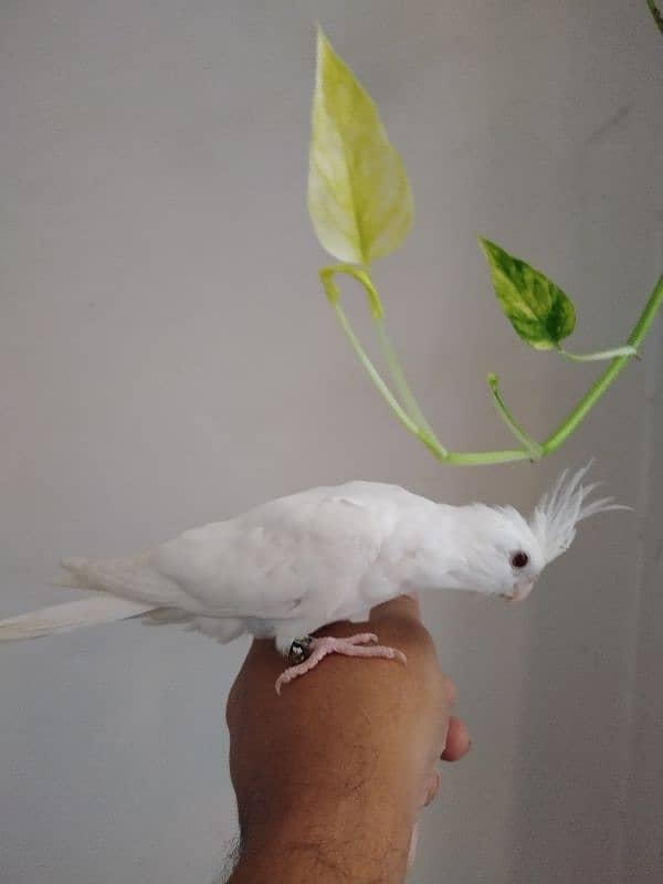 Eno Red Eyes Cockatiel Birds Hand Tamed 2