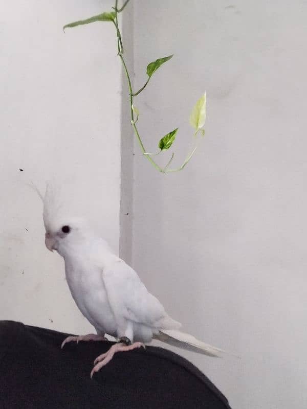 Eno Red Eyes Cockatiel Birds Hand Tamed 3