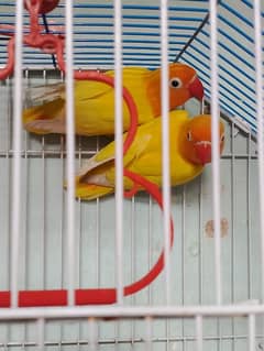 Pair of love bird with cage