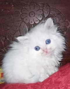 persian kitten