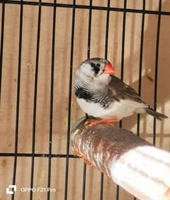 Finch pair for sale