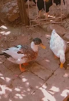 Muscovy Ducks