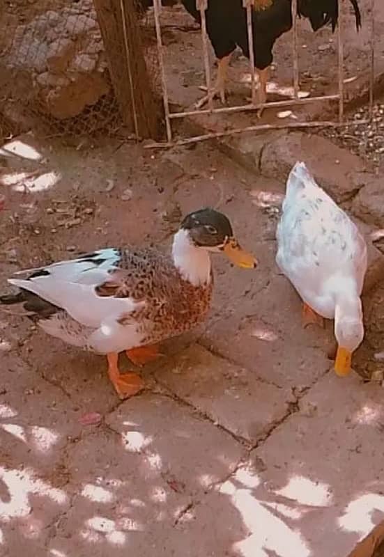 Muscovy Ducks 0