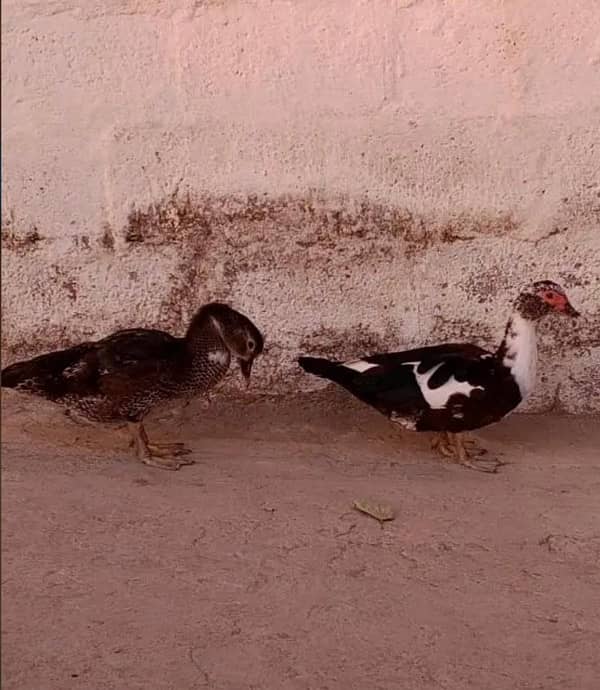 Muscovy Ducks 1