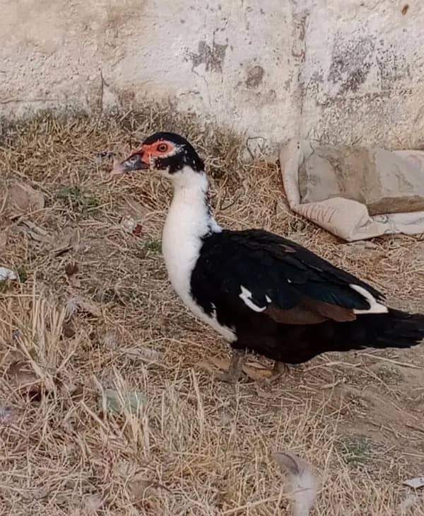 Muscovy Ducks 2