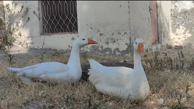 Muscovy Ducks 3