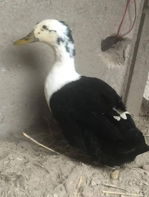 Muscovy Ducks 4