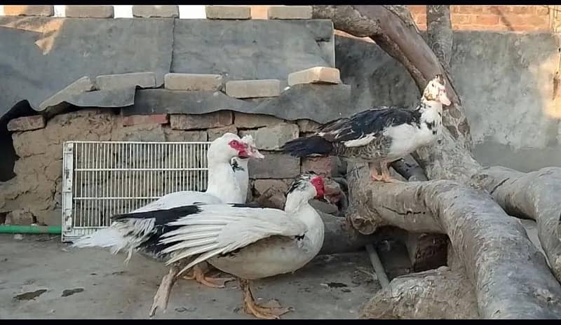 Muscovy Ducks 5