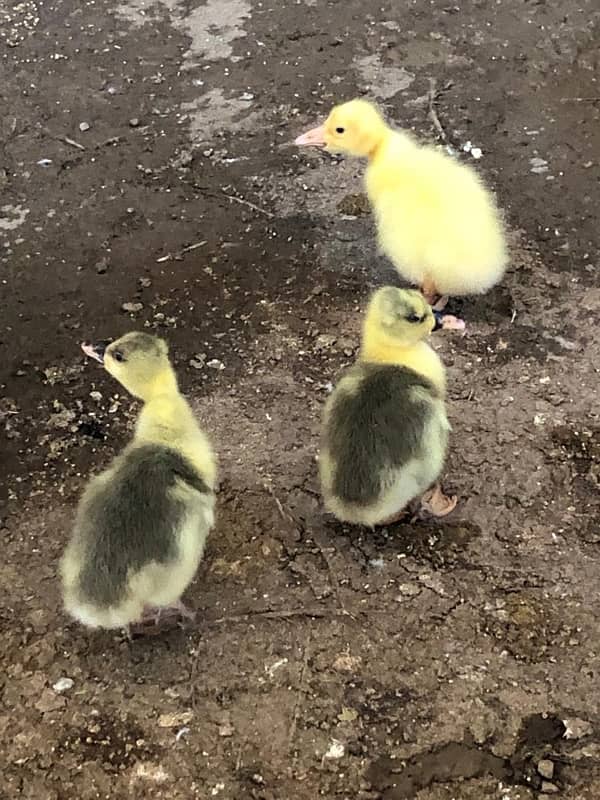 Muscovy Ducks 9