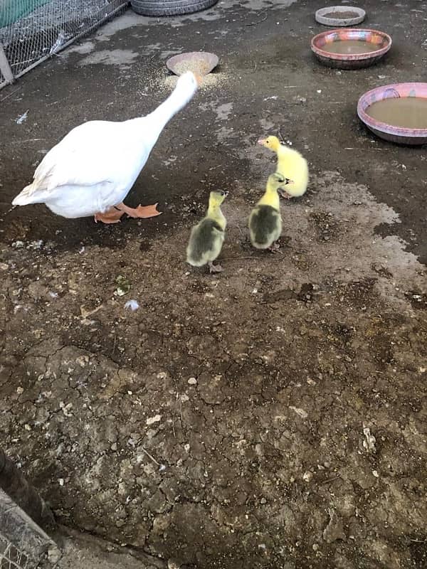 Muscovy Ducks 10