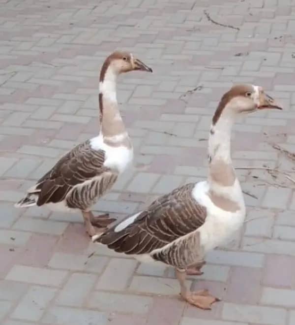 Muscovy Ducks 12