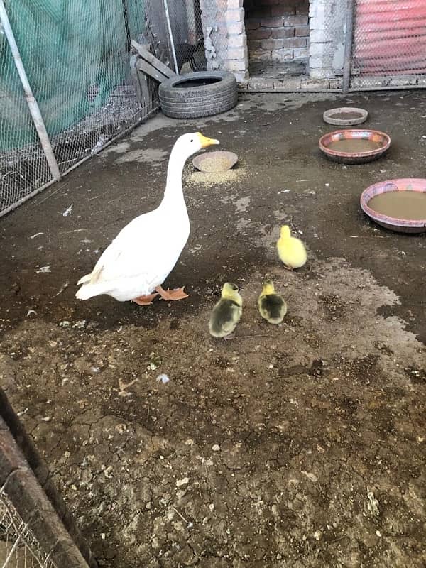 Muscovy Ducks 14