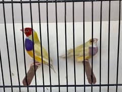 Gouldian